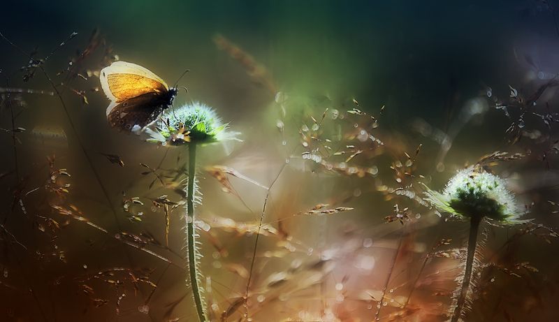 ... ..лето...photo preview