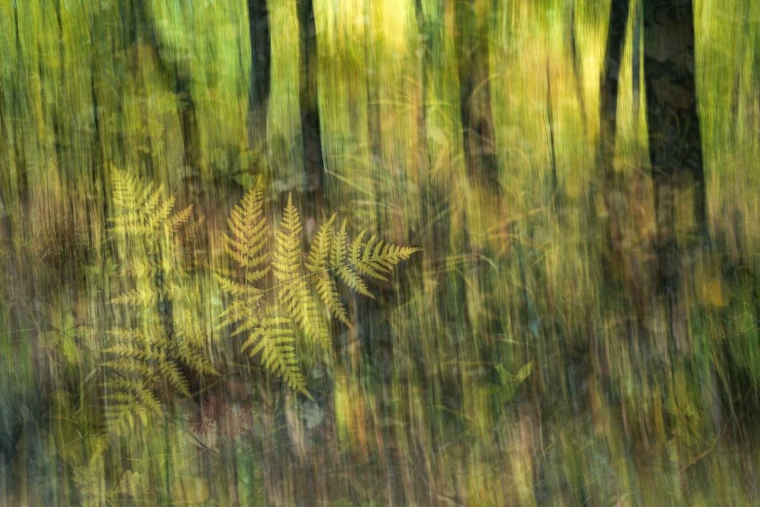 ***. Автор: Evgeny Melnikov , Evgeny Melnikov