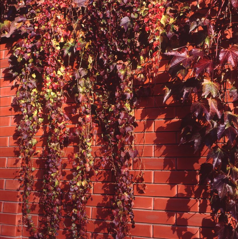 Краски осениphoto preview