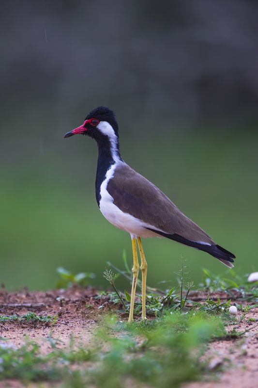 bird, lapwing Red Wattled Lapwingphoto preview