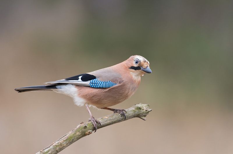 сойка сойкаphoto preview