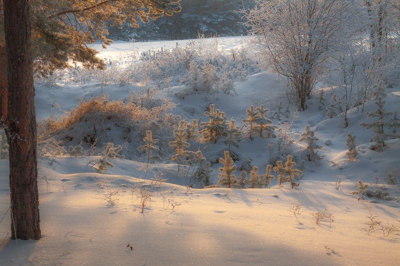 Молоднякphoto preview