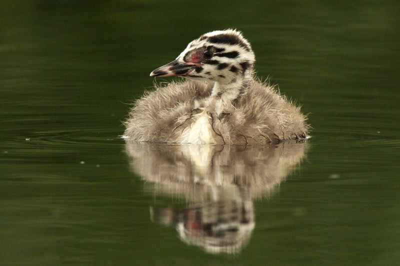 птицы чомга молодой птенец чомгиphoto preview