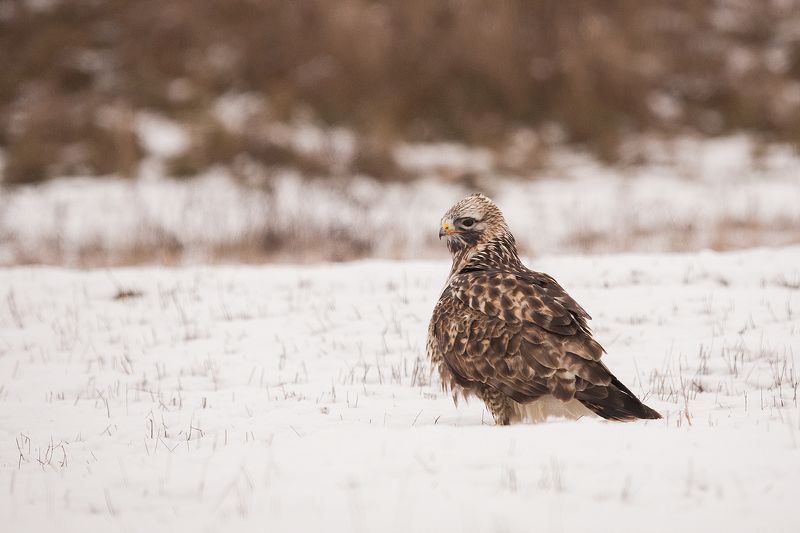 Мохноногий Канюкphoto preview