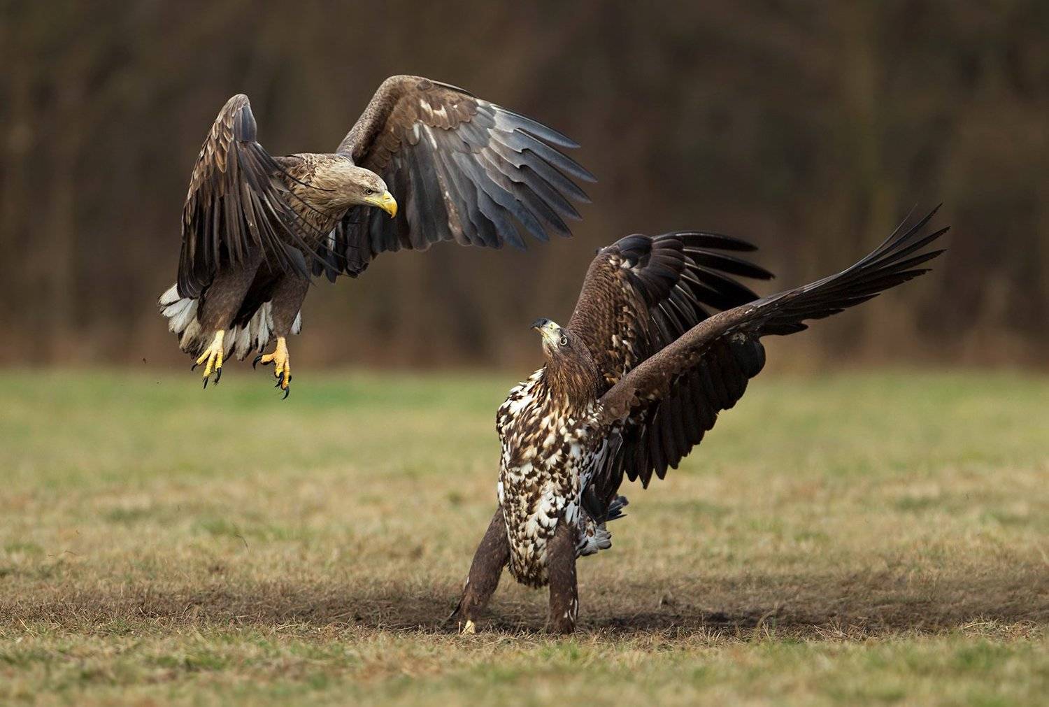 Автор: Ivan Ivanov , Ivan Ivanov