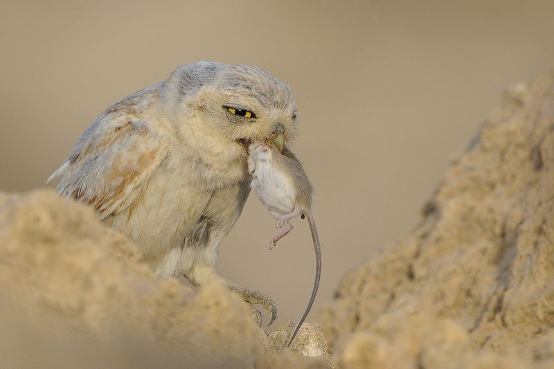 owl, birds, nature, chicks, feeding, qatar, nikon Lilith Owl and chickphoto preview