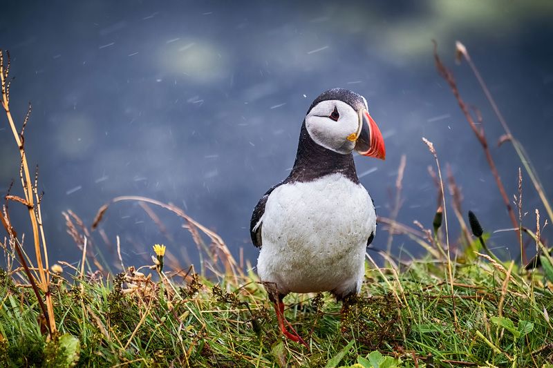 puffin, lanscape, iceland, travel, nature, птицы, тупик, путешествия, исландия, природа Small puffinphoto preview