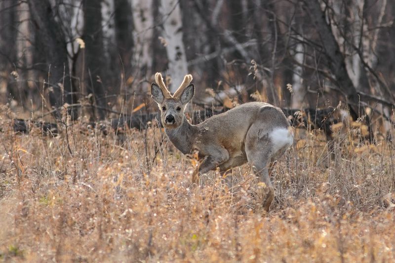 почти кенгуруphoto preview