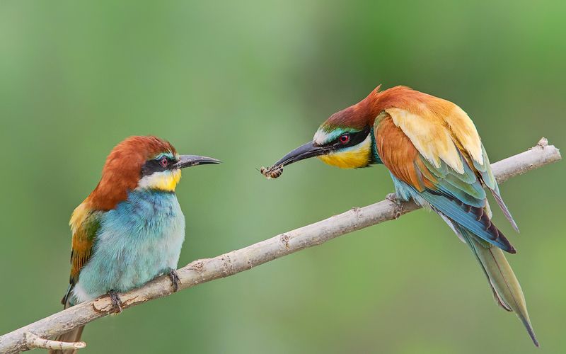 Подарокphoto preview