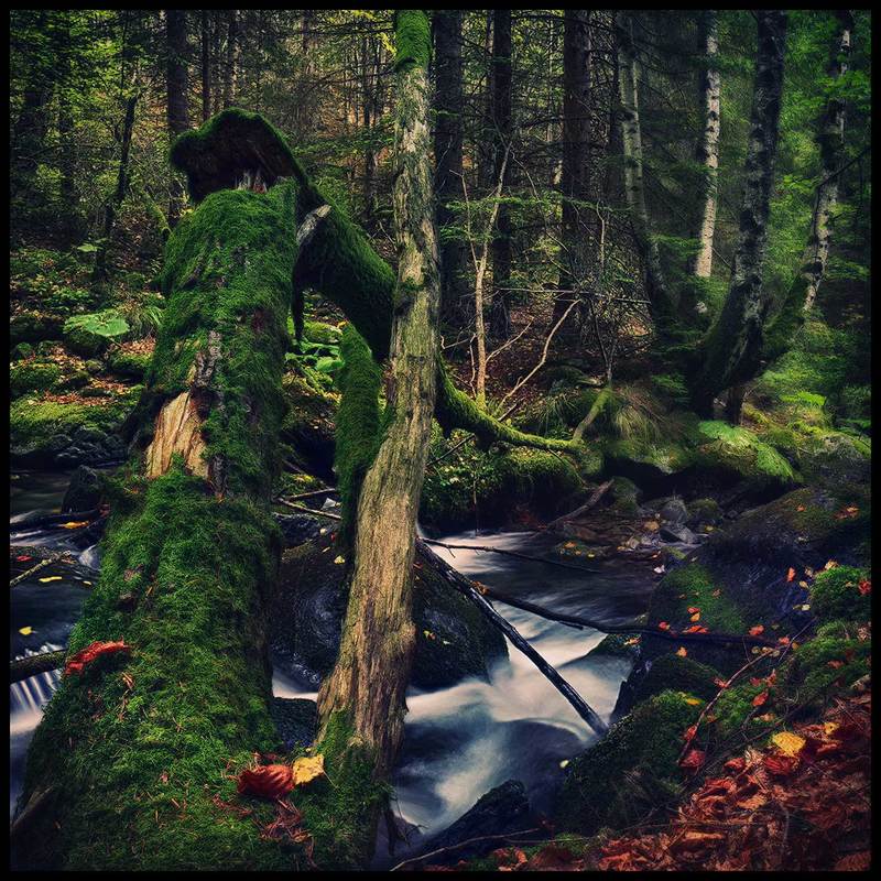 Deep in to the woodphoto preview