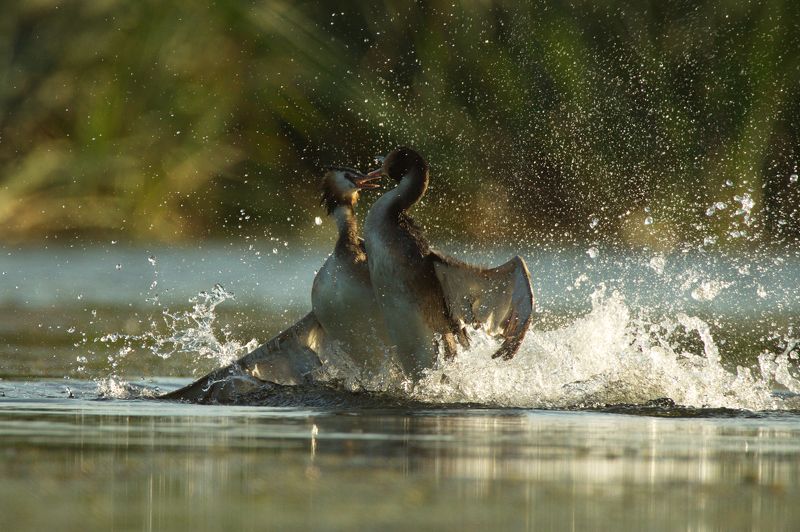 птицы чрмга территориальные спорыphoto preview