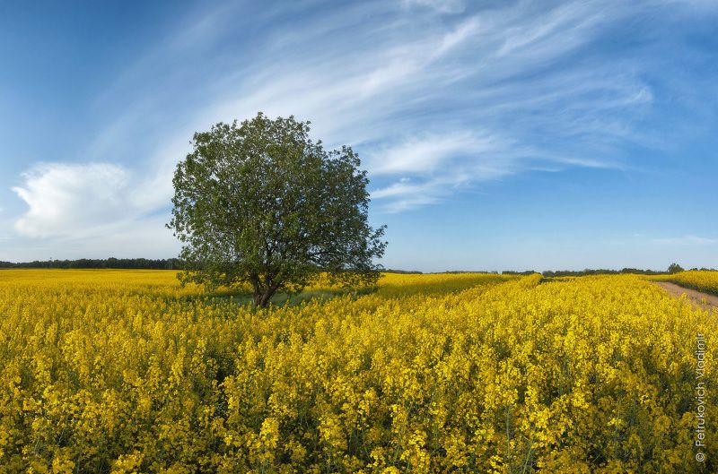 Рапса поле золотоеphoto preview