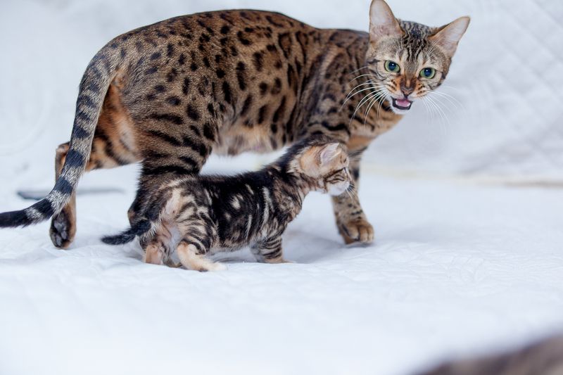 mr.filler ***photo preview