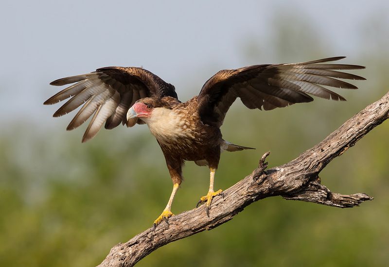 каракара, crested caracara, caracara, tx, texas Молодая Каракара - Juvenile Crested Caracaraphoto preview