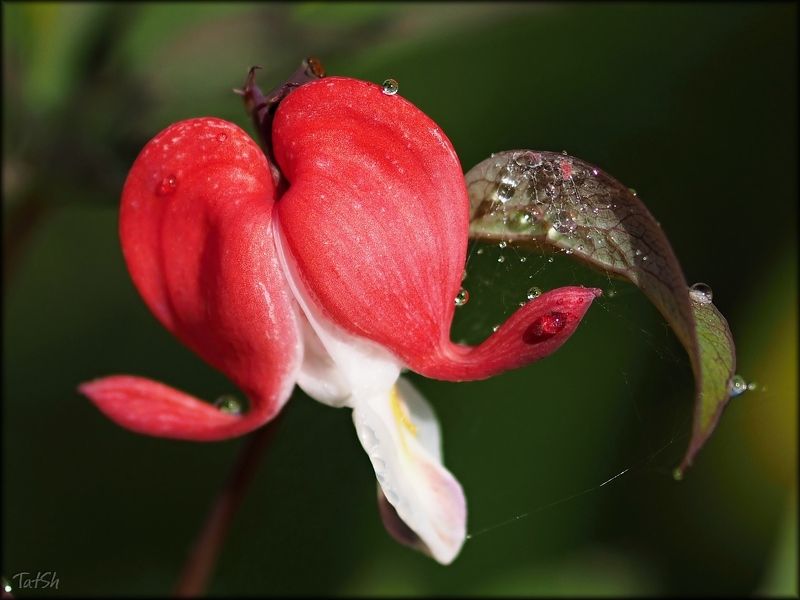 dicéntra, дача, дицентра, дождь, июль, капли, лето, макро, мой сад, московская область, природа, растения, сад, флора, цветы Красная Шапочка фото превью