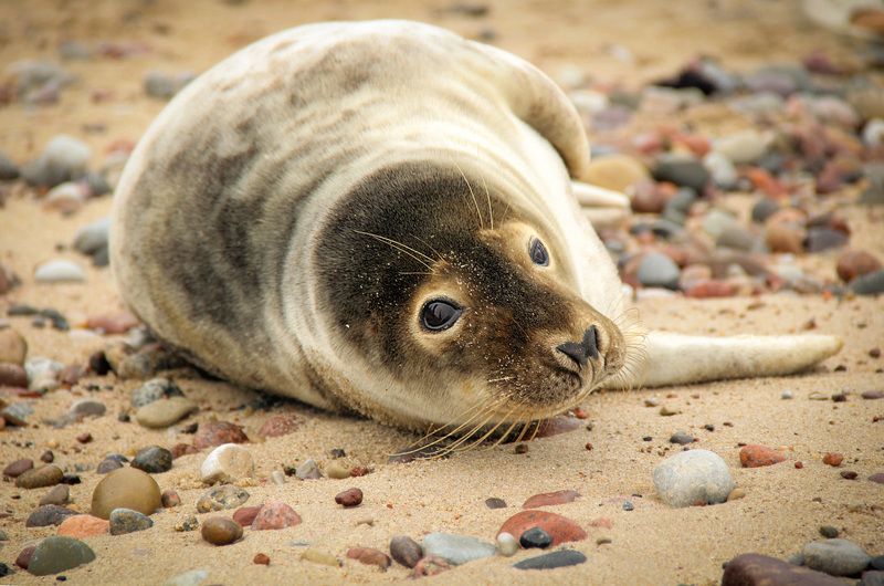 животные, тюлень, море, берег, Тюлень фото превью