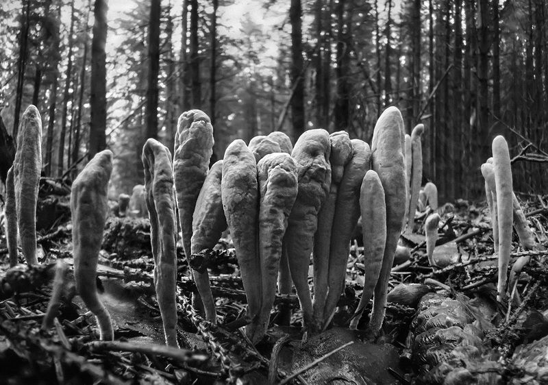 рогатики Истуканы острова Пасхиphoto preview