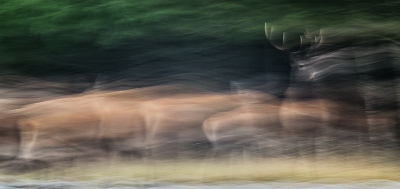 олень, рогач, природа, ICM Лидерphoto preview