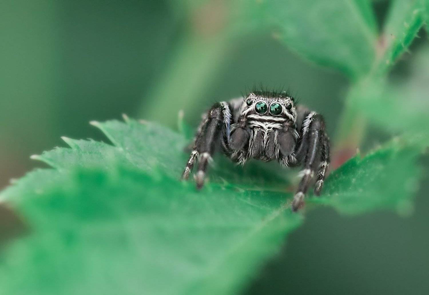 Лупастенький. Автор: Олег Тыркин , Олег Тыркин