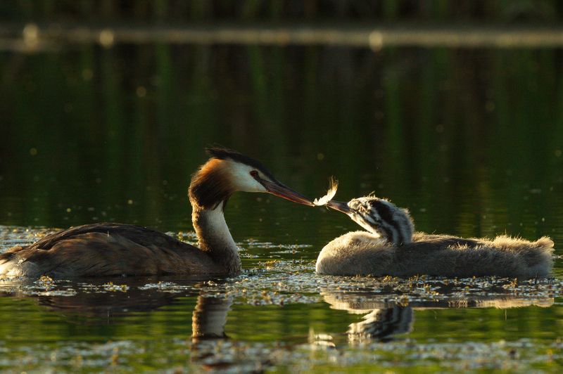 природа птицы чомга птенцы мамины заботыphoto preview