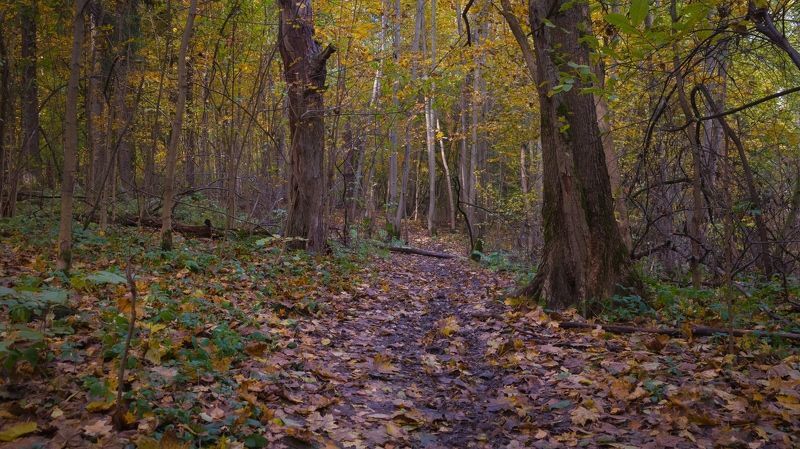 Осень в лесуphoto preview