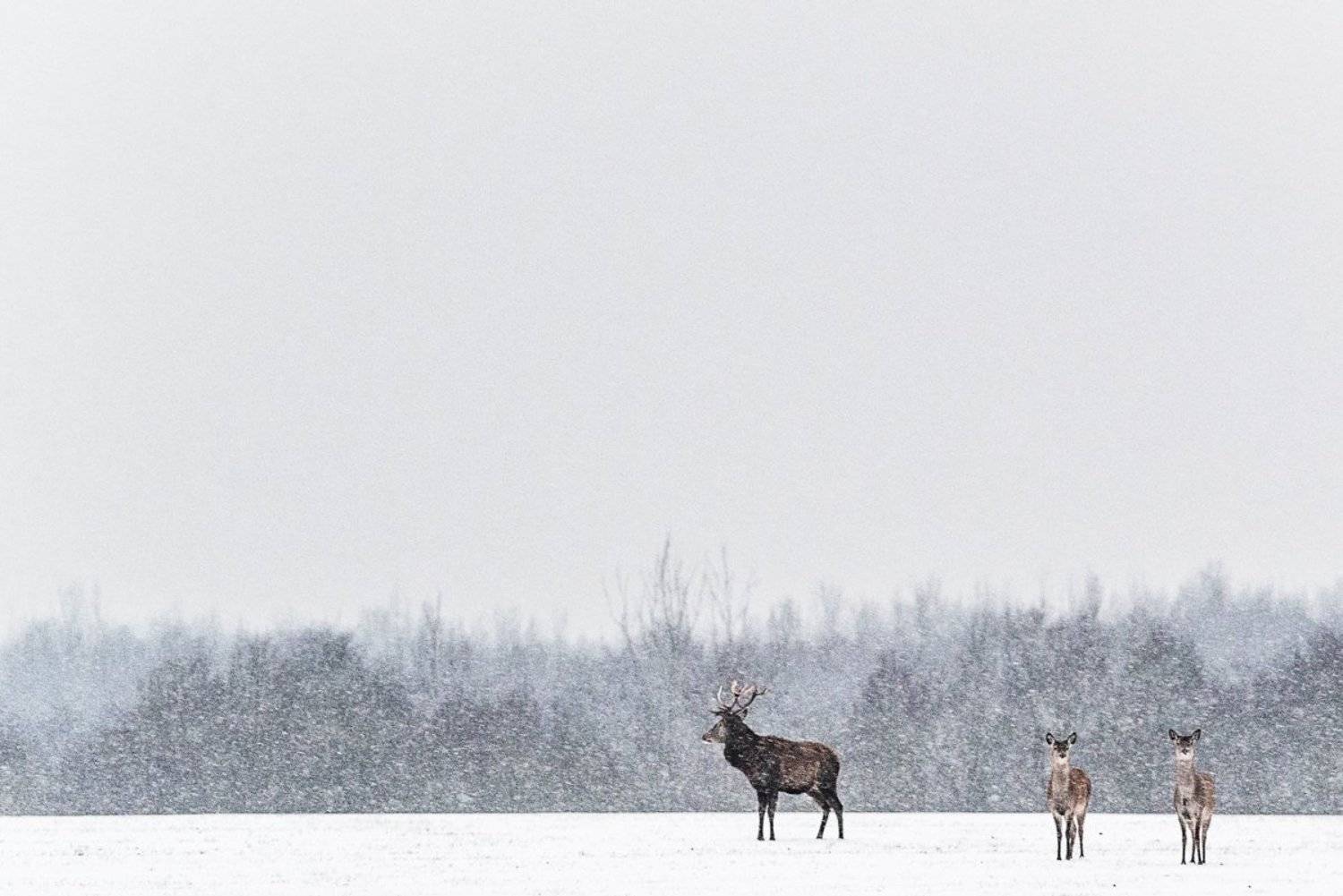 Олений минимализм. Автор: Евгений Мельников , Евгений Мельников