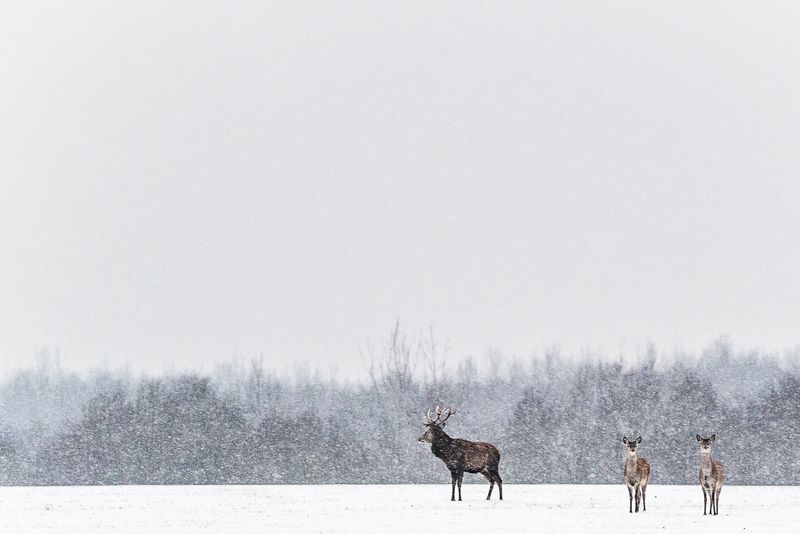 Олений минимализмphoto preview