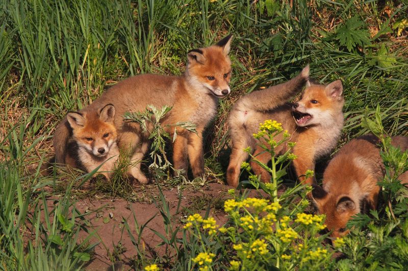 природа лисы лисята Утренние развлеченияphoto preview