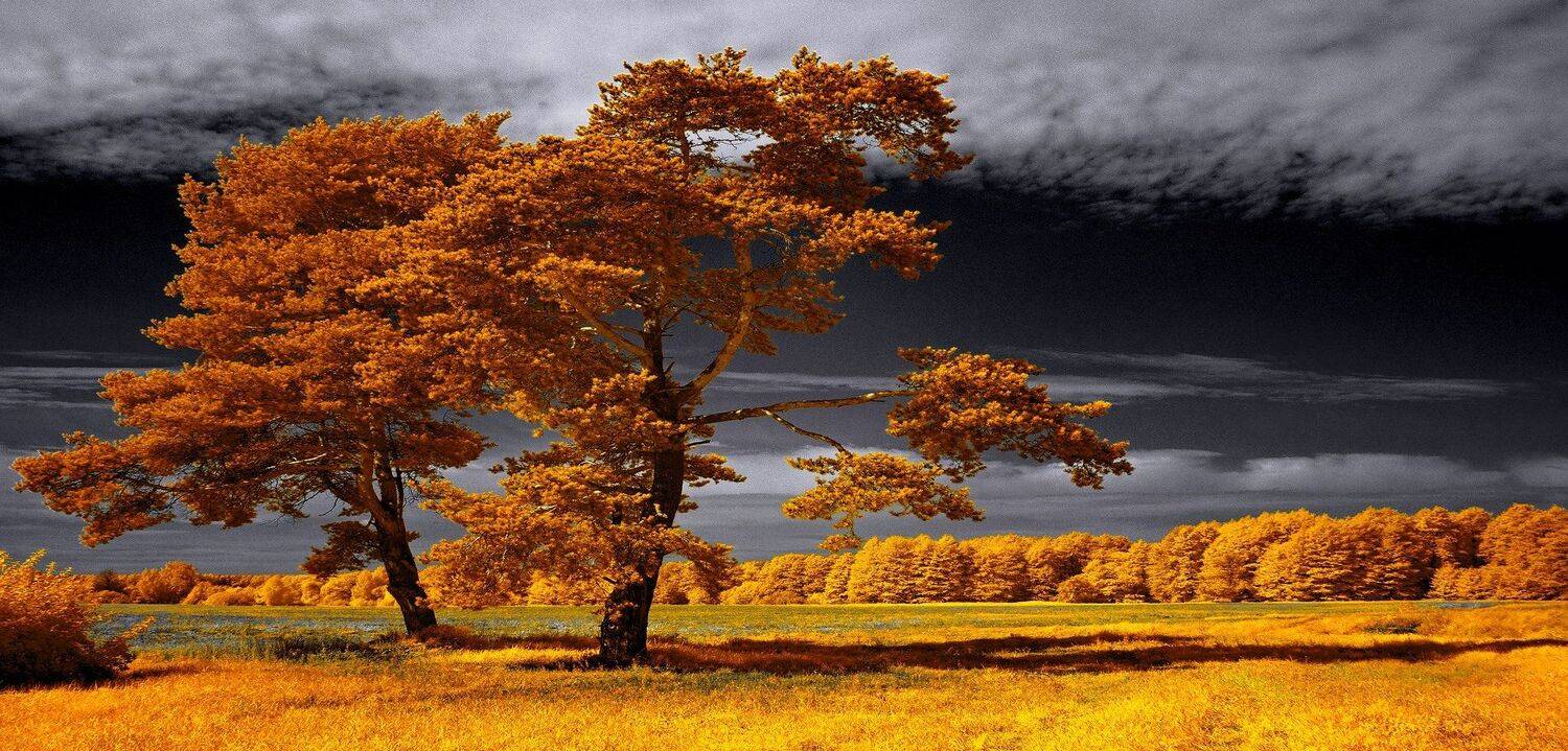 Уходило лето. Инфракрасная фотография.. Автор: Sixten ( Сергей ) infrared,ик-фото,инфракрасное фото,инфракрасная фотография,пейзаж,природа,беларусь,осень, Sixten ( Сергей )