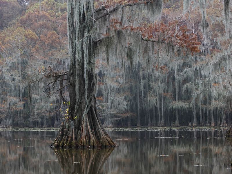 мох, болото, осень, кипарис, америка Золотая осень в кипарисовых болотахphoto preview