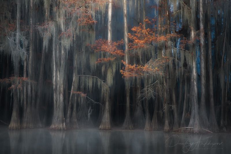 cypress swamp Заколдованный лесphoto preview
