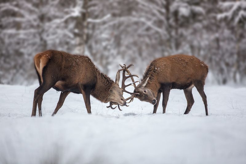 благородный олень Мужские игрыphoto preview