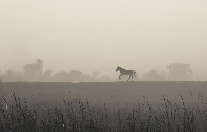 Кони - они как дети...photo preview