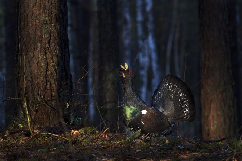 дикая природа мордовии птицы глухарь Хозяин токаphoto preview