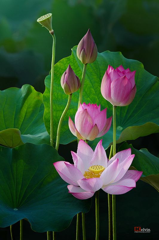 Hoa Senphoto preview