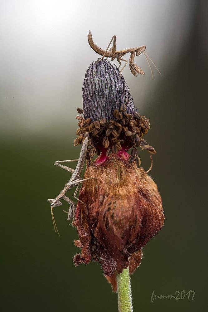 , Игорь ФУММ