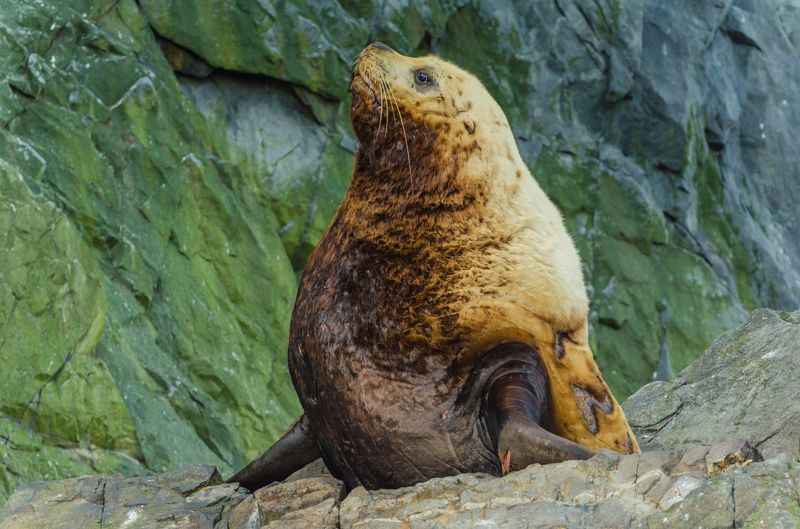 Король-левphoto preview