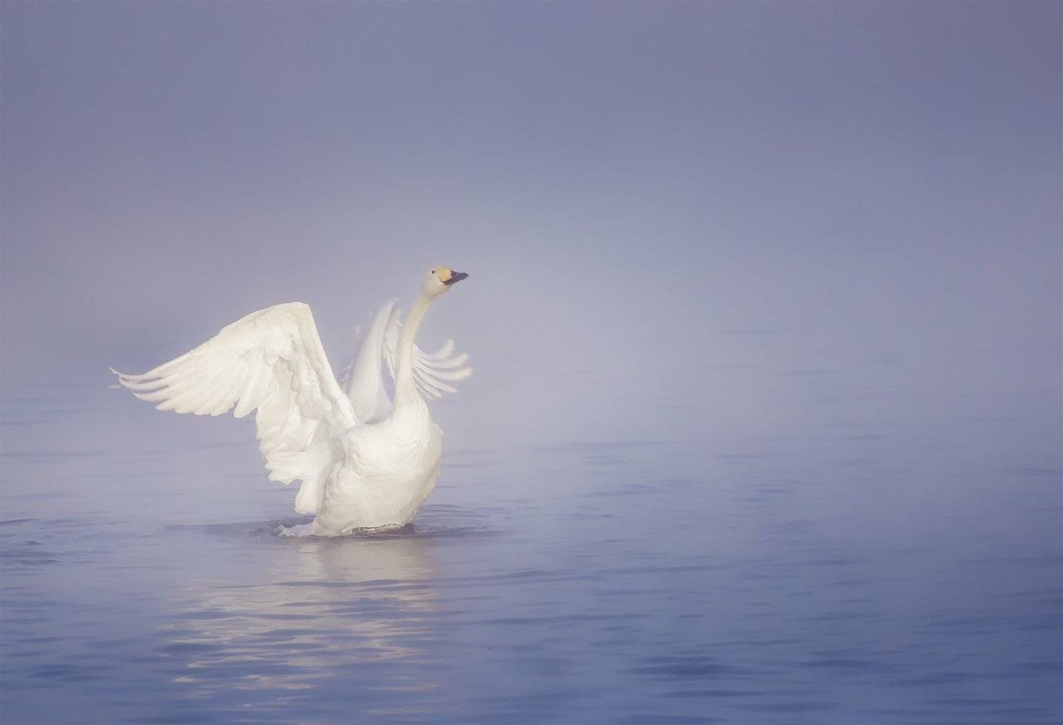 Алтай, Вадим Кононенко