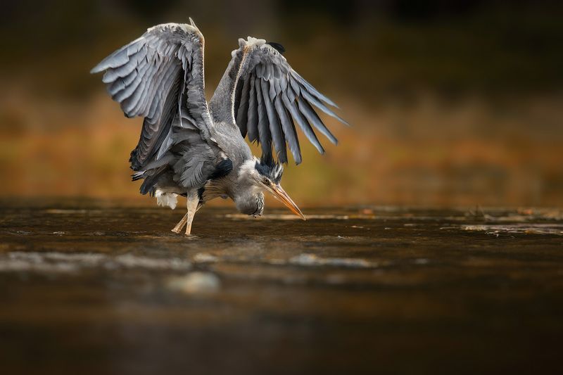 Heron on hunt, heron, hunt, bird, animal, nature Heron on huntphoto preview
