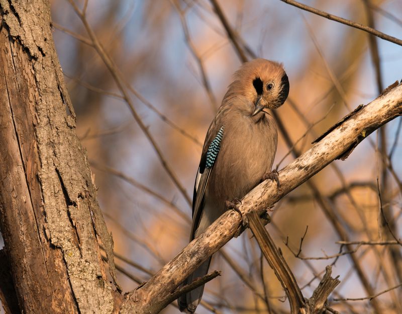 СОЙКАphoto preview