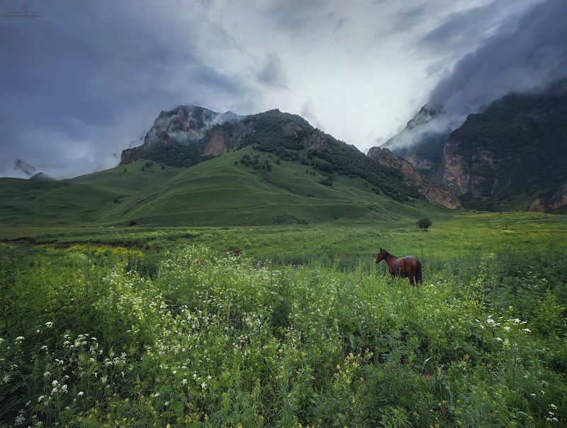 чегем, кбр Один в полеphoto preview