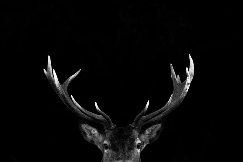 Пророгаphoto preview