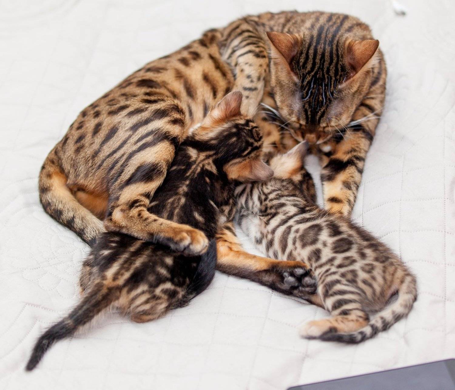 Птица?. Автор: Николай , Николай