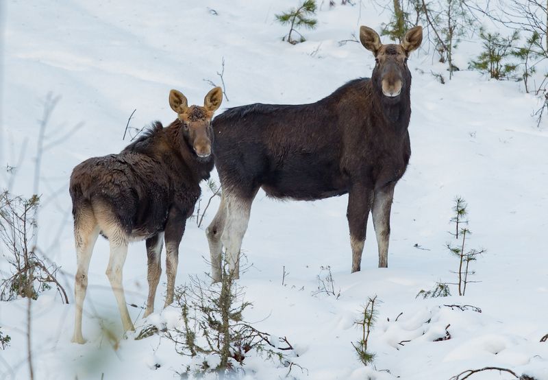 Лосиphoto preview