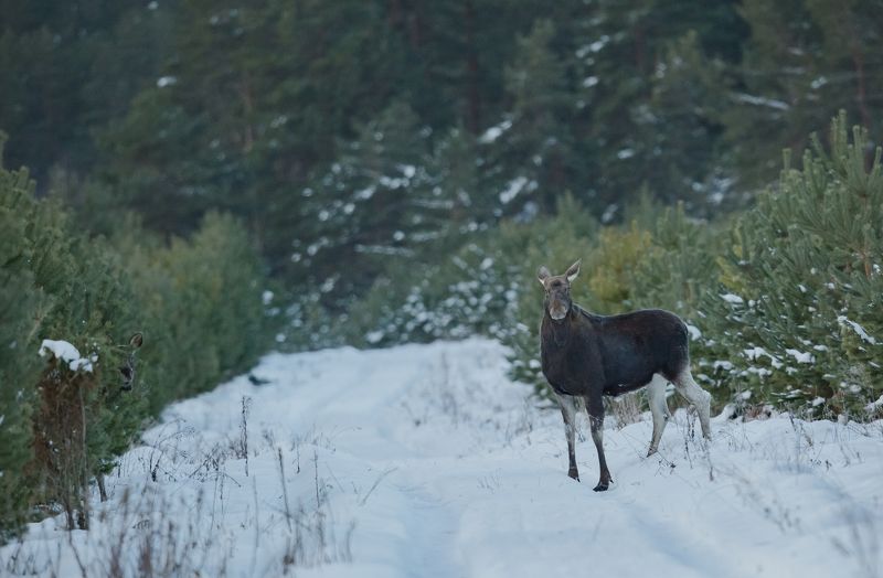 Лосиха с лосенком.photo preview