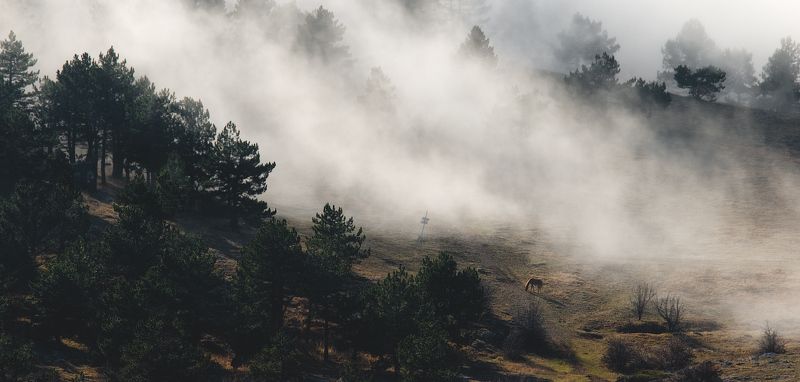 крым, рассвет, туман, облака, лес, sunrise, fog, clouds, forest, trees photo preview