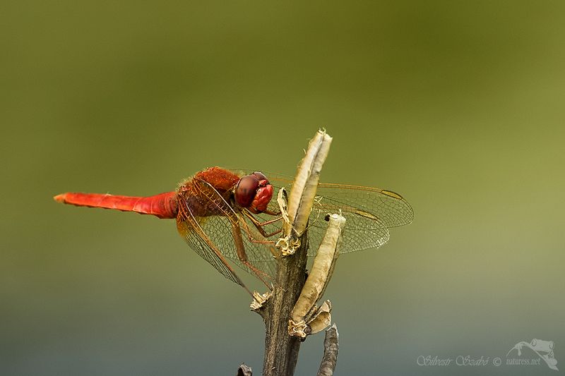 šídlophoto preview