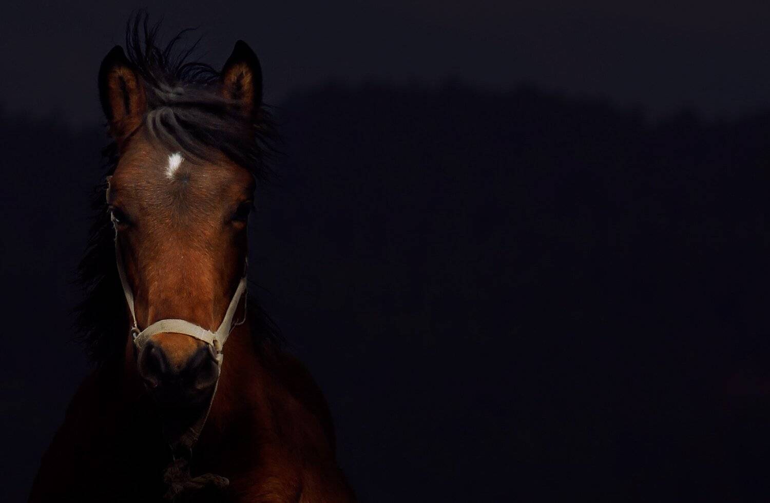 лошадь, молодой, взгляд, животное, темный, портрет, сербия, внутренний, horse, young, glance, animal, dark, portrait, serbia, domestic,, Марко Радовановић