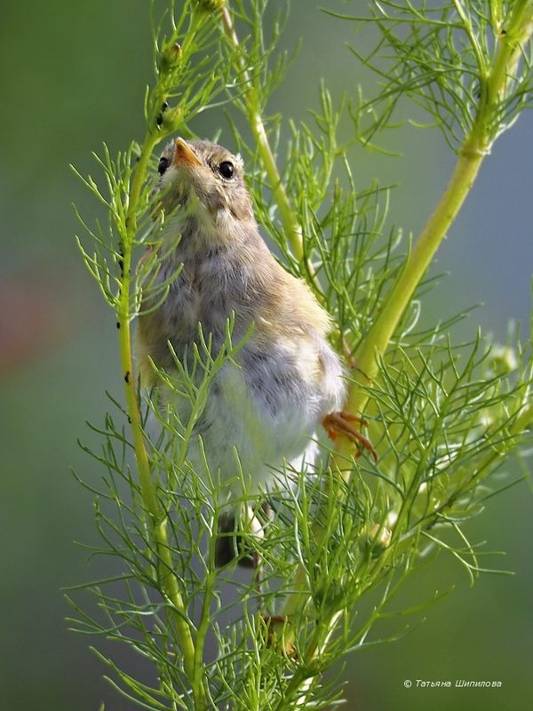 phylloscopus trochilus, истребление тли, июль, лето, московская область, пеночка, пеночка на ромашке, пеночка-весничка, природа, птицы, птицы россии, тля Любовь к ромашкам фото превью