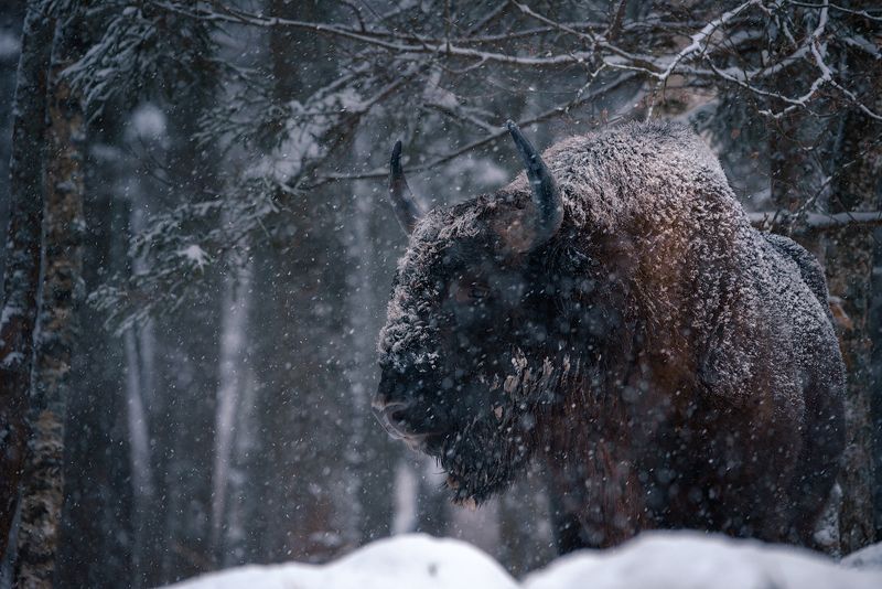 зубр, заповедник, калужские засеки, метель, зима, снег, животные Лесной исполин фото превью